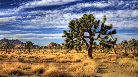 Joshua Tree National Park Hd Wallpaper Background Image