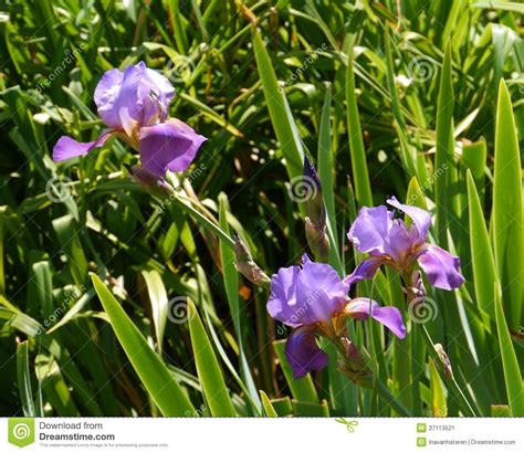 Blue Iris Flowering Plant Stock Image Image Of Violet 37113521