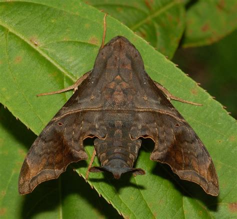 Mournful Sphinx Moth Identification Life Cycle Facts Pictures