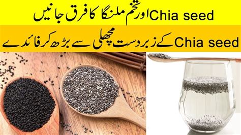 Chia Seeds And Tukh Malanga Are Same Urdu Hindi Youtube