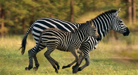 Zebra crossings (pedestrian crossings) are named after the black and white stripes of zebras. Where Do Zebras Live, Zebras Habitat