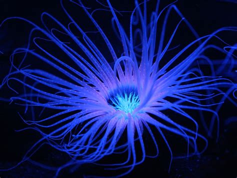 Bioluminescent Coral Smithsonian Photo Contest Smithsonian Magazine