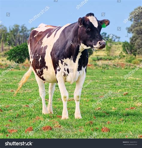 Jersey Cross Holstein Dairy Cow Stockfoto 166047812 | Shutterstock