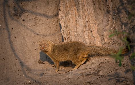 Slender Mongoose Sean Crane Photography