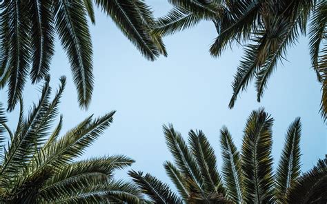 Green Palm Tree Under White Sky Macbook Air Wallpaper Download