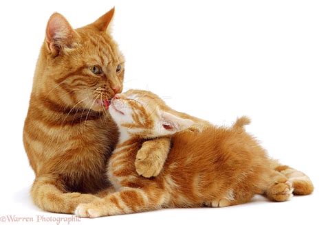 Ginger Cat Licking A Kitten Photo Wp02617