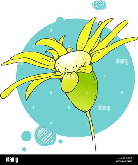 Blooming Flower Illustration Stock Vector Image And Art Alamy