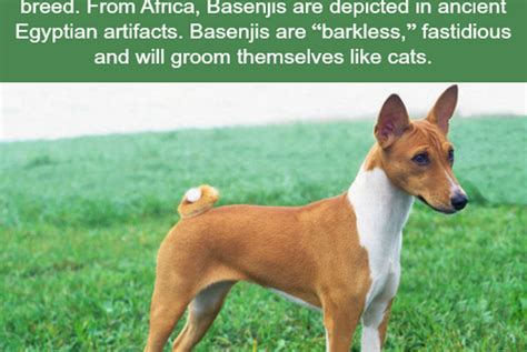 45 Fun Facts About Basenji Dogs L2sanpiero