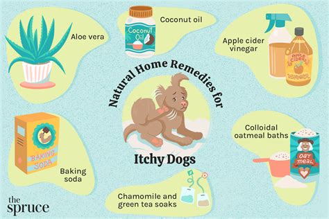 Best Dog Itchy Skin Home Remedies All You Need To Know