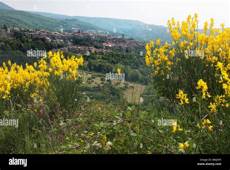 Italian Wildflowers Hi Res Stock Photography And Images Alamy