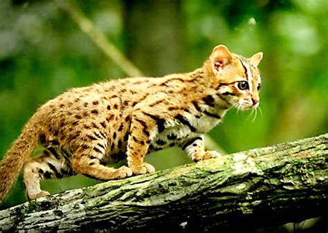 wonderful the rusty spotted cat is the wild smallest cat in the world patricia cat post