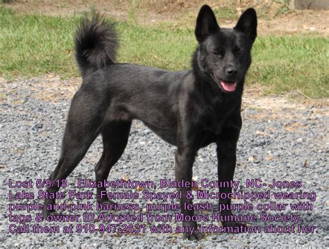 lost dog black jindo mix  elizabethtown update  pets thepilotcom