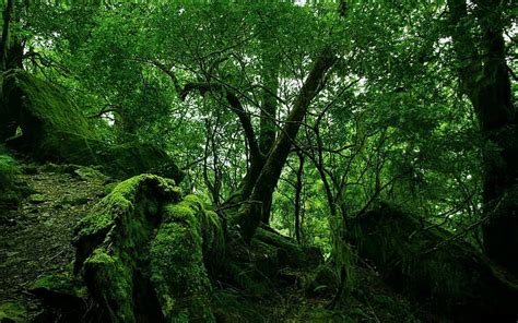 Hd Wallpaper Jungle Wood Green Moss Lianas Thickets Tree Plant