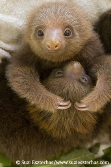 Healing Pajama Party For Twin Baby Sloths Zooborns
