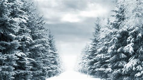 Snowy Park Path Wallpaper Photography Wallpapers 16247