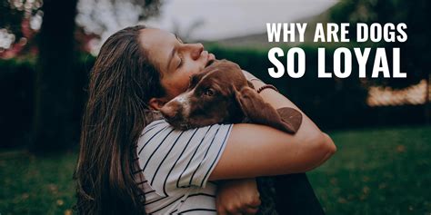 Why Are Dogs So Loyal Top 8 Reasons Backed By Science And Faqs