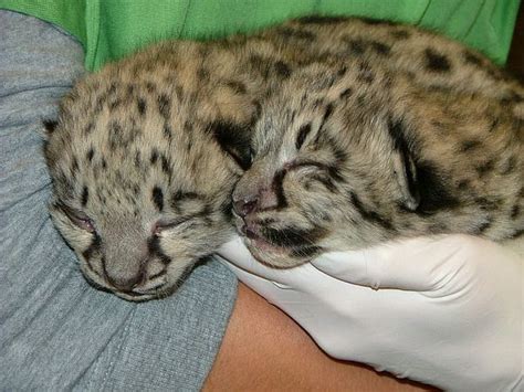A First For Akron Zoo A Pair Of Baby Snow Leopards Zooborns