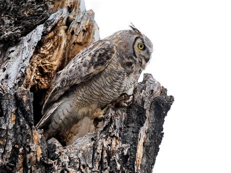 Great Horned Owl Great Horned Owl Sitting On A Dead Tree Q Flickr