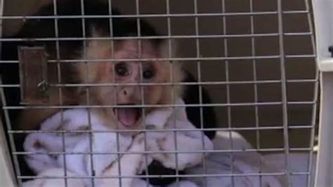 Womans Body Discovered With Two Live Monkeys Inside Florida Hotel Room