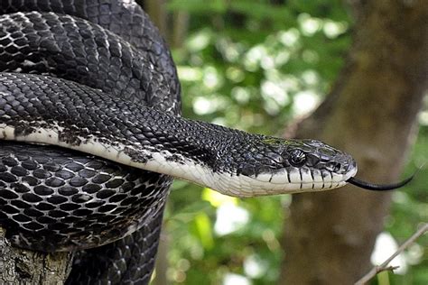 Snake is any of the numerous elongate, limbless, scaled, carnivorous reptiles comprising the suborder serpentes (or ophidia) of the order squamata. Rat Snakes Care Sheet | Reptiles' Cove