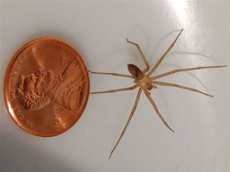 Texas Brown Recluse Spider