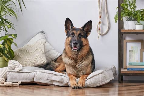 Whether you live in an apartment, a house with a yard or even a farm, the commitment is big. Belgian Malinois vs. German Shepherd.: State The ...
