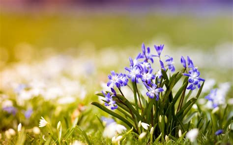 25 Incomparable Spring Wallpaper Wide You Can Download It Free