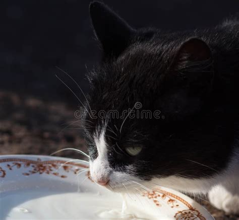 Cats Drinking Milk From Bowl Stock Photo Image Of Tongue Portrait