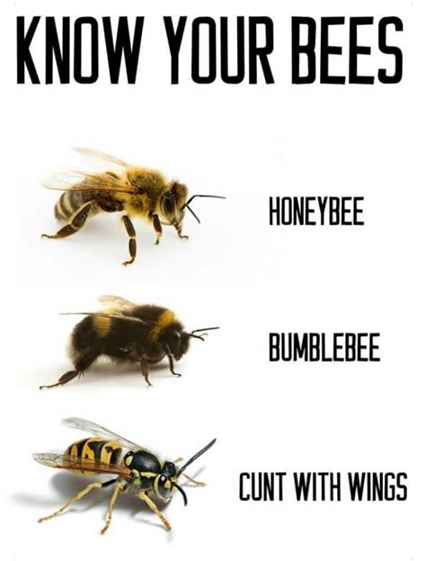 Know Your Bees Meme By Traversecheese Memedroid