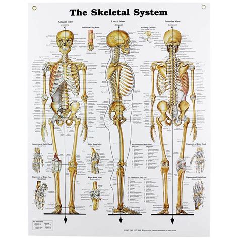At the elbow, it connects primarily to the ulna, as the forearm's radial bone connects to the wrist. Human Skeletal System Chart | Skeleton Anatomy | Human ...