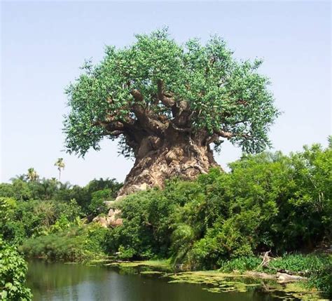 Tree Limpopo South Africa Baobab Tree Beautiful Tree Tree