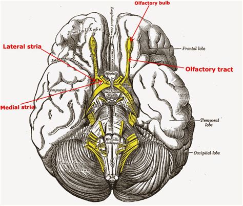 A Tale Of Med Students Olfactory Nerve Cranial Nerve I1