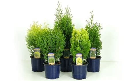 Dwarf Hardy Conifers Collection Groupon Goods