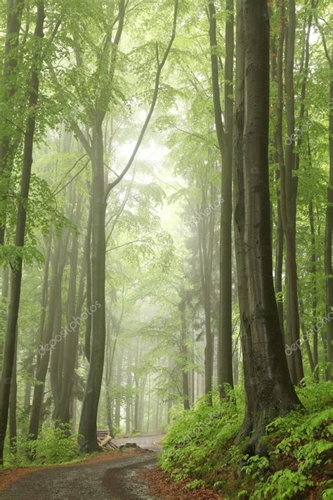 Misty Spring Forest Stock Photo By ©nature78 26626455