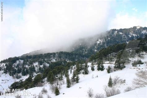 Lebanese Cedars Dressed In White Enjoy The Winter أرزات لبنان لبست