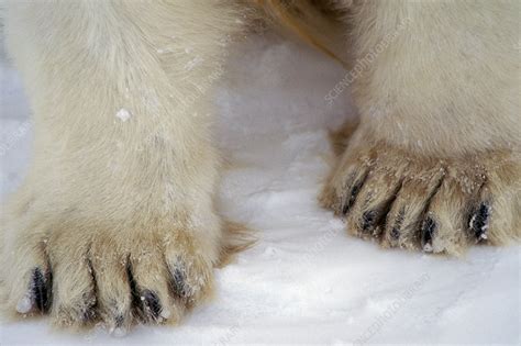 Polar Bear Paws Stock Image C0143255 Science Photo Library