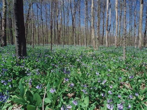 The Wildflowers Are In Bloom In Northeast Ohio