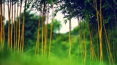 Achtergronden Met Bamboe Bos HD Wallpapers