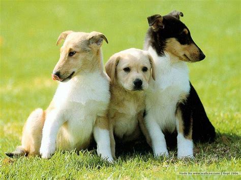48 Bing Images Wallpaper Dogs Wallpapersafari