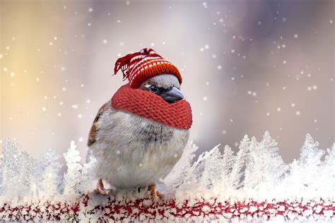 Birdie Dressed In Winter Clothes Image Free Stock Photo Public