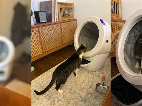 Cat Keeps Peeing On Floor Next To Litter Box