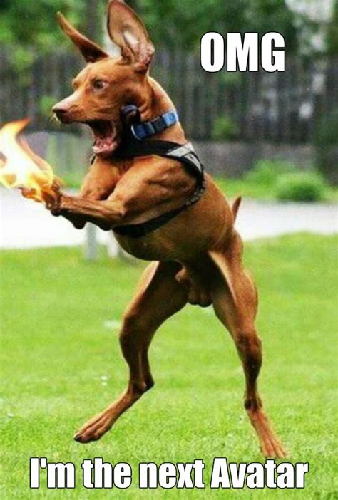 See more ideas about dog memes, memes, doggy. Funny Dog Memes - The Ultimate Collection - Dog Training ...