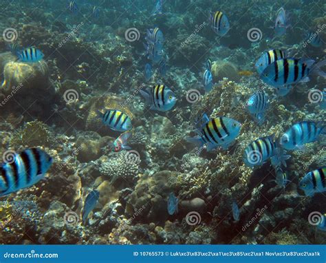 Egypt Underwater Red Sea Taba Fish Stock Image Image Of Natural Wild