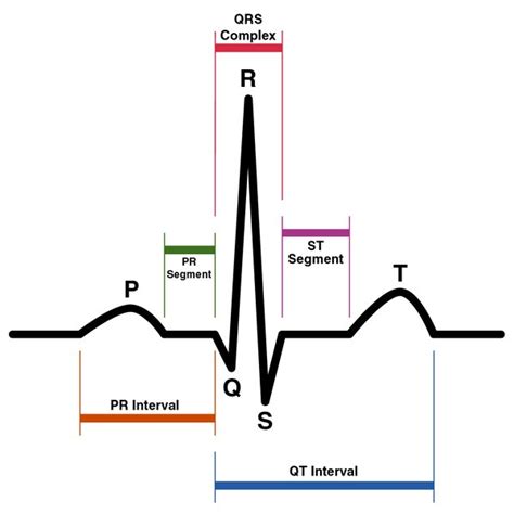 Cardiac Cycle Of A Typical Heartbeat Represented By The P Qrs T Wave