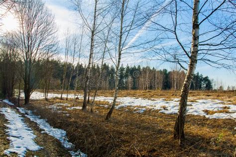 Melting Snow In Early Spring At Edge Of Forest Stock Image Image Of