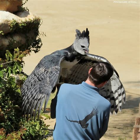 50 Best Ideas For Coloring Harpy Eagle Pictures Next To Man
