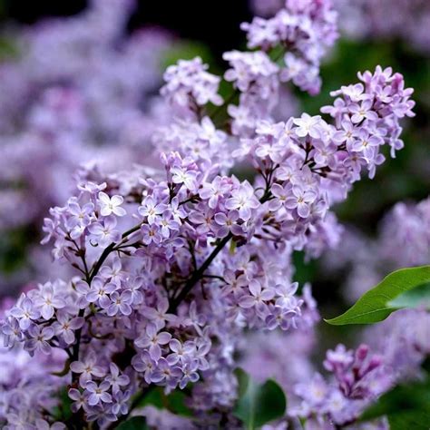 Lilac Flower Meaning Origins And Other Interesting Facts