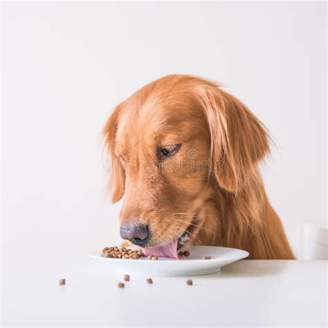 574 Golden Retriever Eating Dog Food Stock Photos Free And Royalty Free