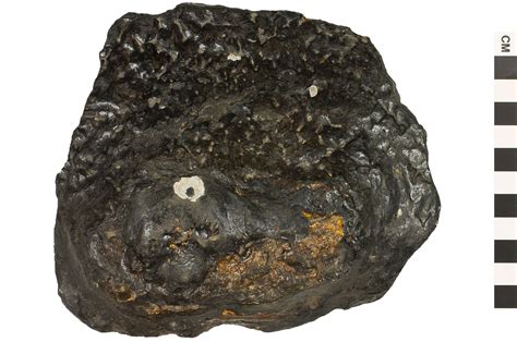 Sedimentary Rock Phosphate Manganese Nodule Qrius