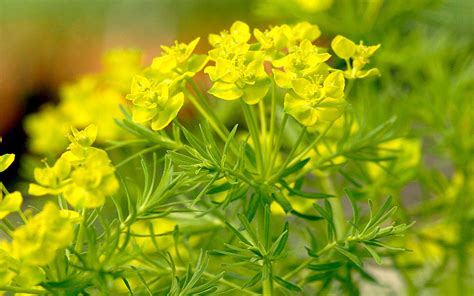 Wolfsmilch sind manchmal prachtvoll, fast ausnahmslos faszinierend, ab und an auch sehr bescheiden. Zypressen-Wolfsmilch (Saatgut) - Euphorbia cyparissias ...